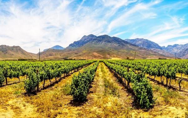 Boland Wine Region of the Western Cape in South Africa
